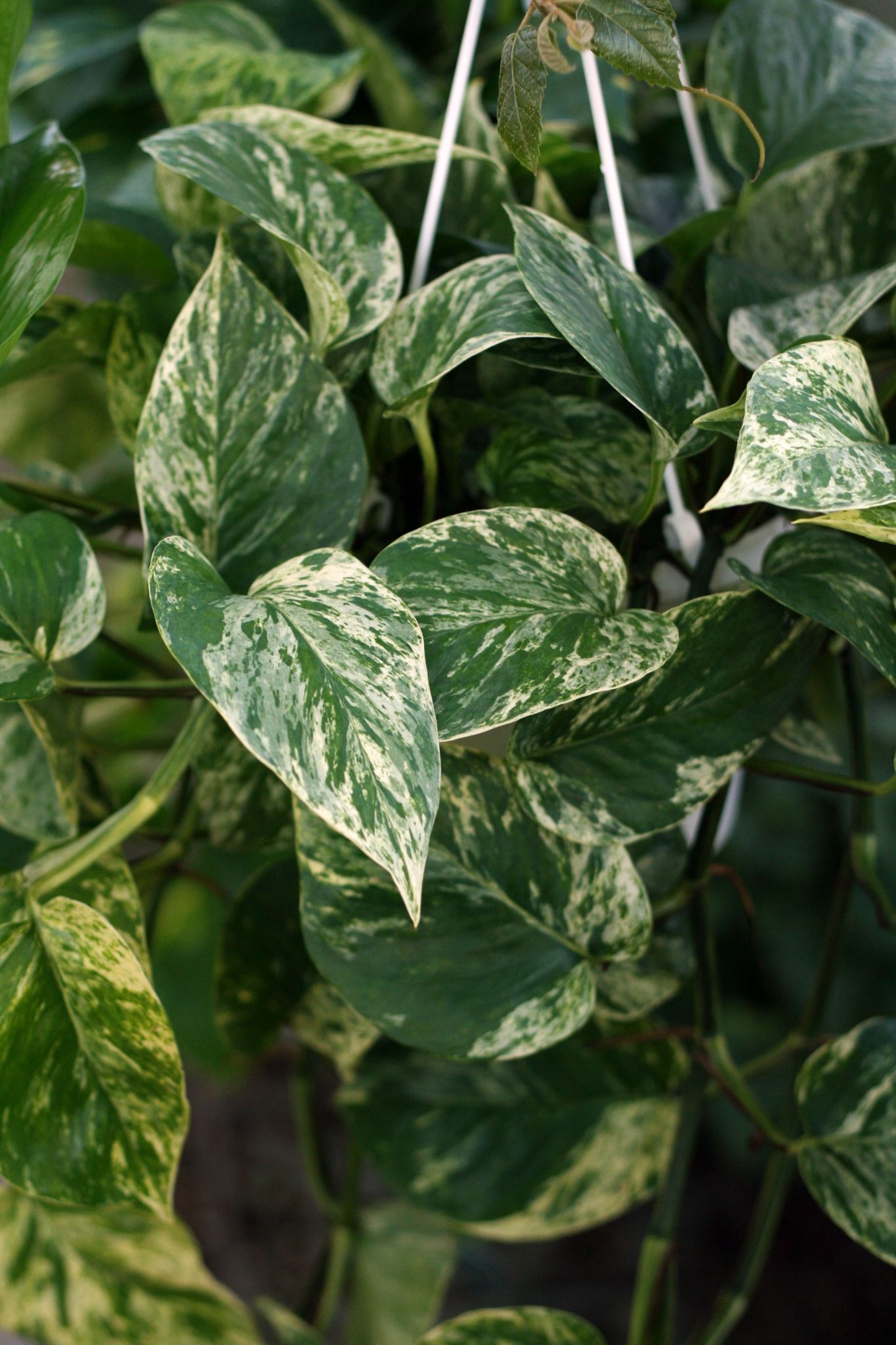 Marble Queen Pothos: Care And Growing Guide