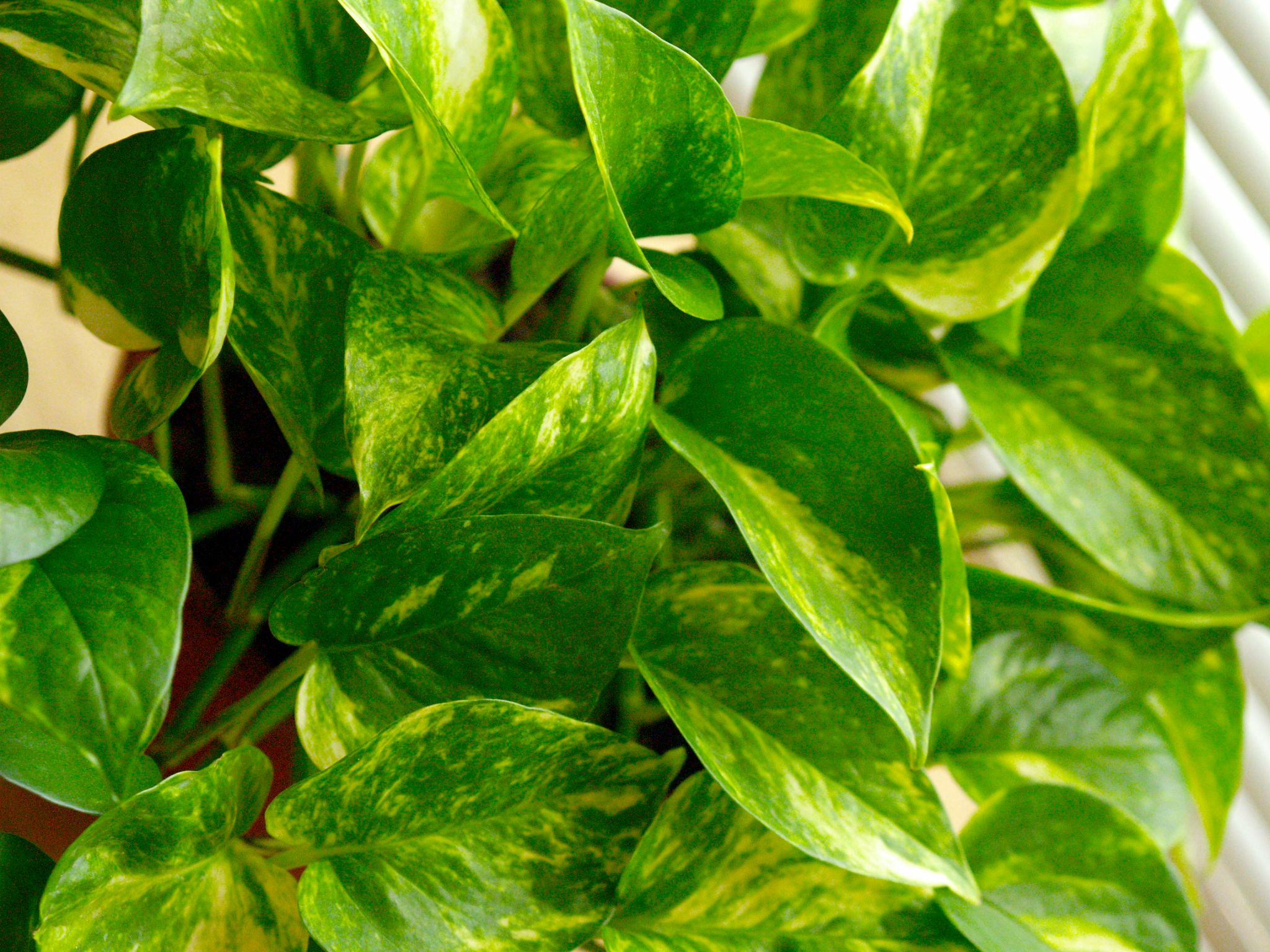 Pothos Leaves Turning Yellow - 6 Main Reasons and How to Fix Them