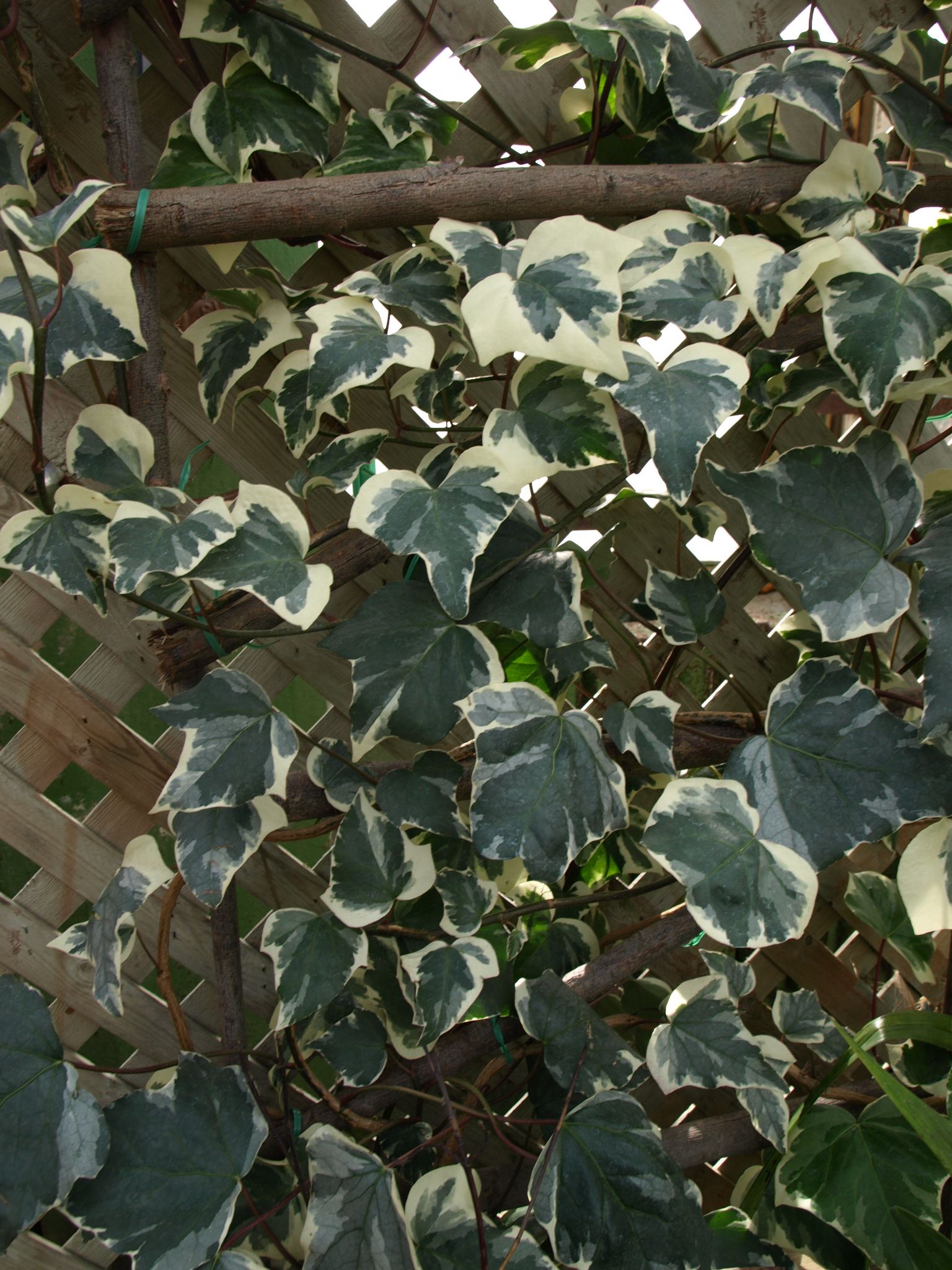 Different Types Of Ivy To Grow Indoors And Outdoors