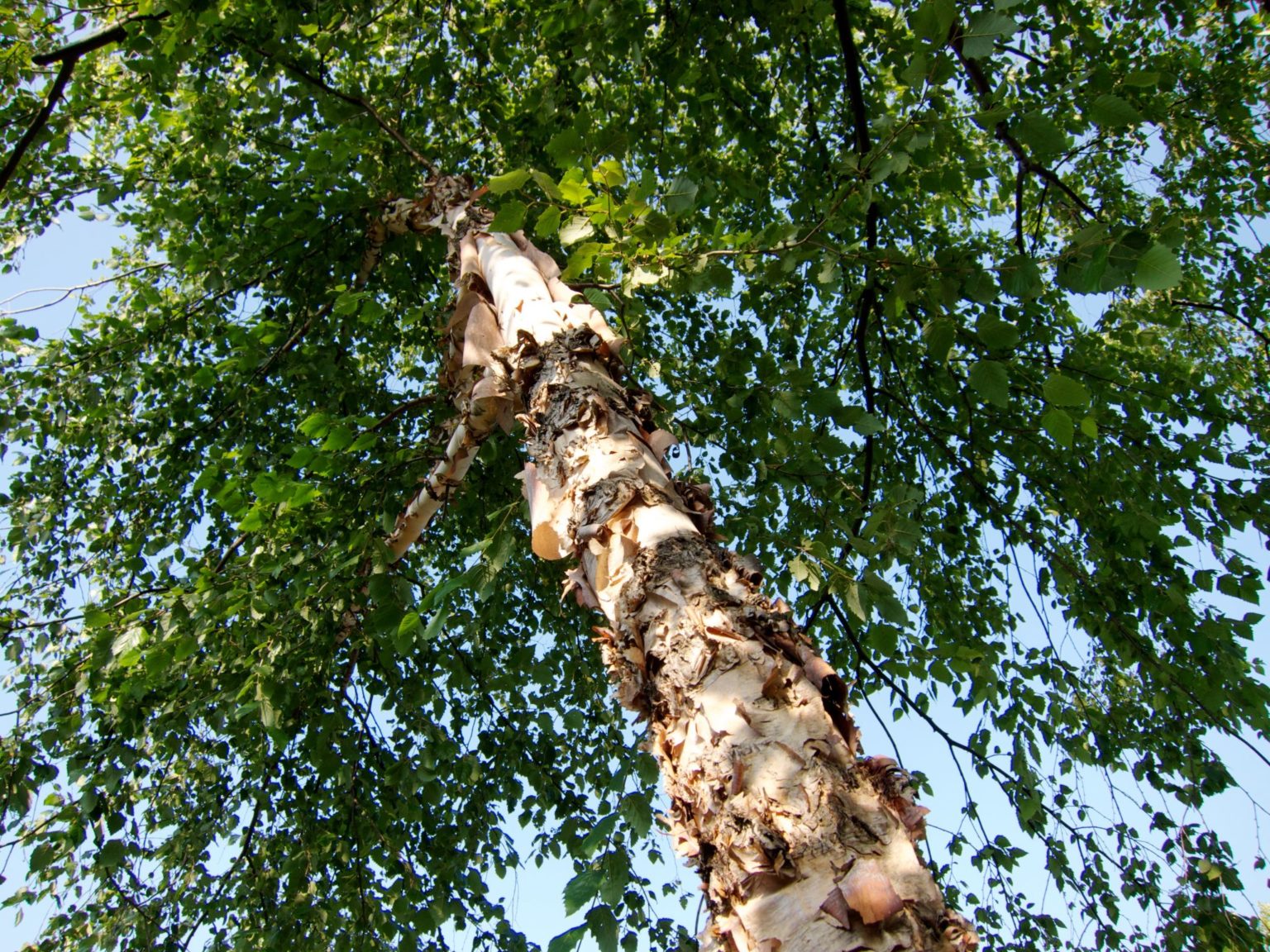 Get To Know Types Of Birch Trees | Constant Delights