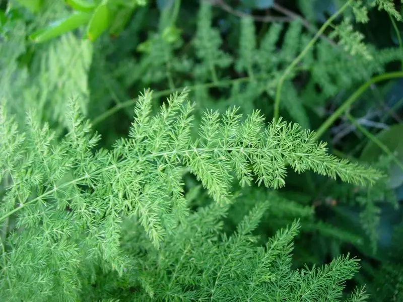 Plumosa Fern: Care And Growing Guide  