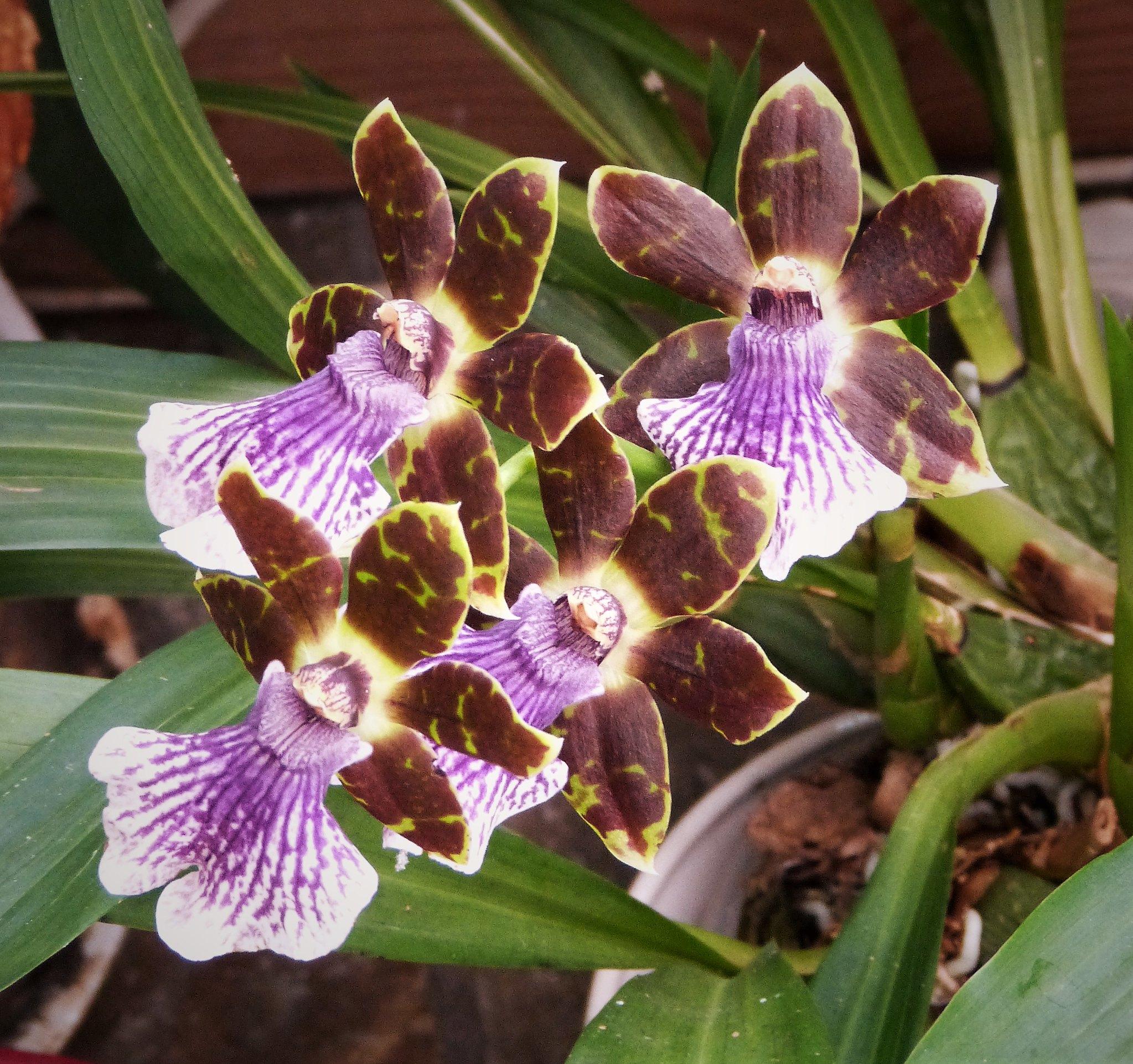 30 Popular Types Of Orchids Blessing From Mother Nature Constant Delights