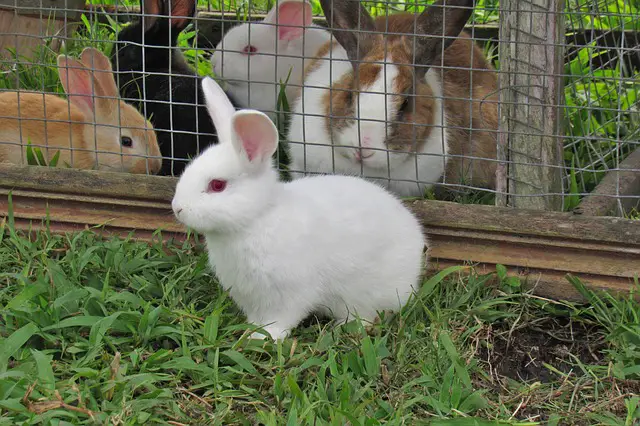 How To Keep Rabbit’s Cage Clean: 5 Tips That Work