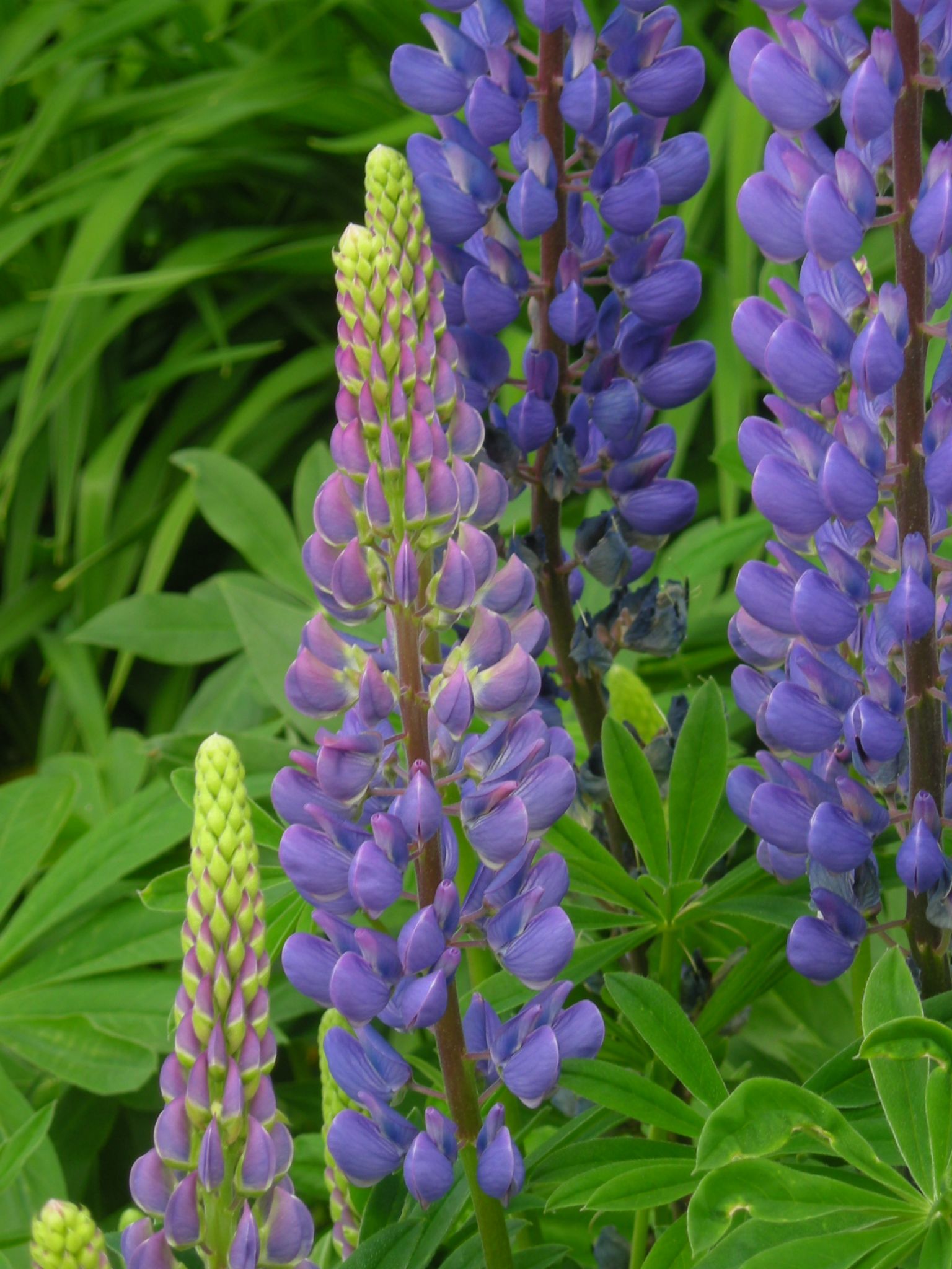 How To Plant Gorgeous Purple Perennial Flowers For Beginners