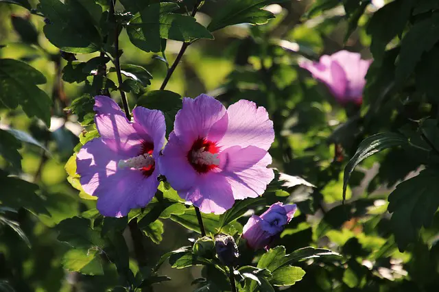 Top 10 Best Summer Flowering Shrubs that You shouldn’t Miss (Expert Recommendations)