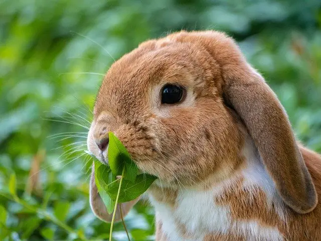 Do Rabbits Eat Grass? Is Grass Healthy to Eat?