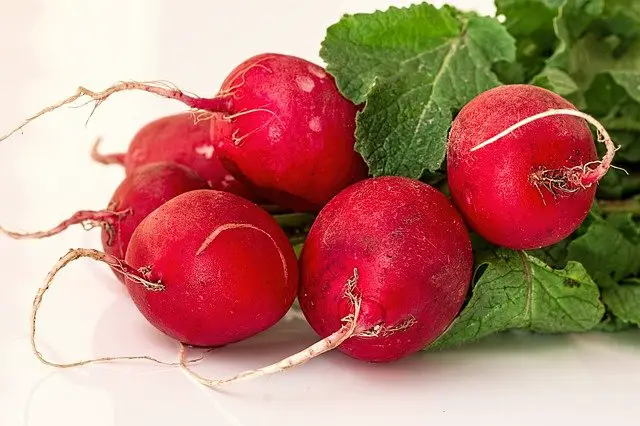 Can Rabbits Eat Radishes? - Crucial To Take Care Of Your Pets