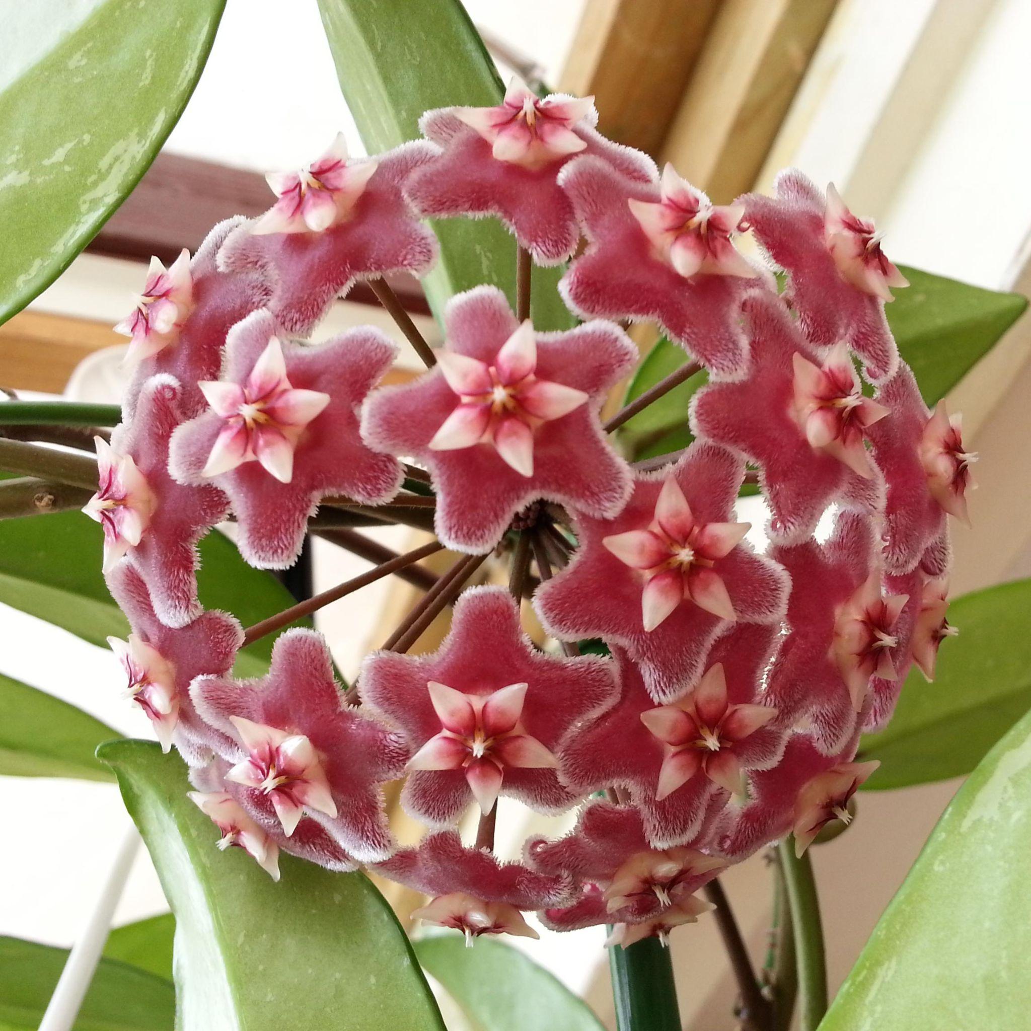 Hoya Pubicalyx: Care And Growing Guide  