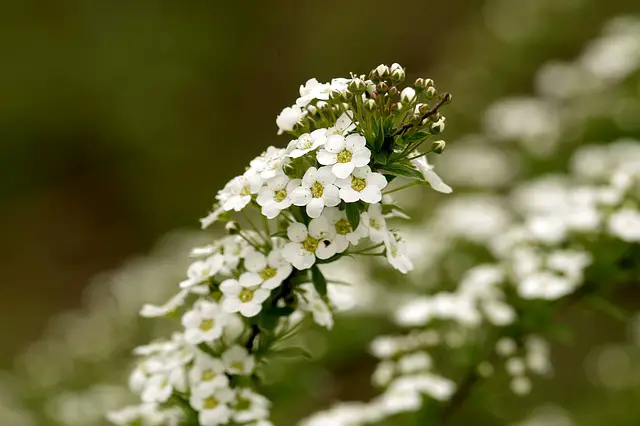 Top 12 Best Smelling Flowers to Plant in Your Garden (According to Garden Experts)