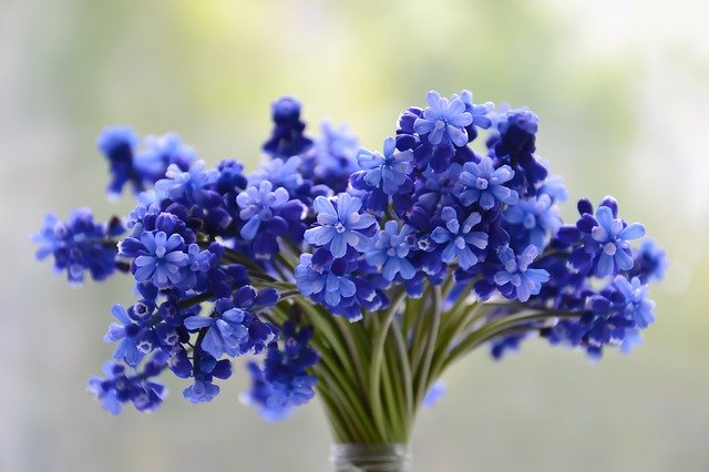 Top 12 Best Smelling Flowers to Plant in Your Garden (According to Garden Experts)