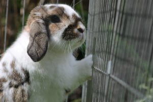 How To Keep Rabbit’s Cage Clean: 5 Tips That Work | Constant Delights