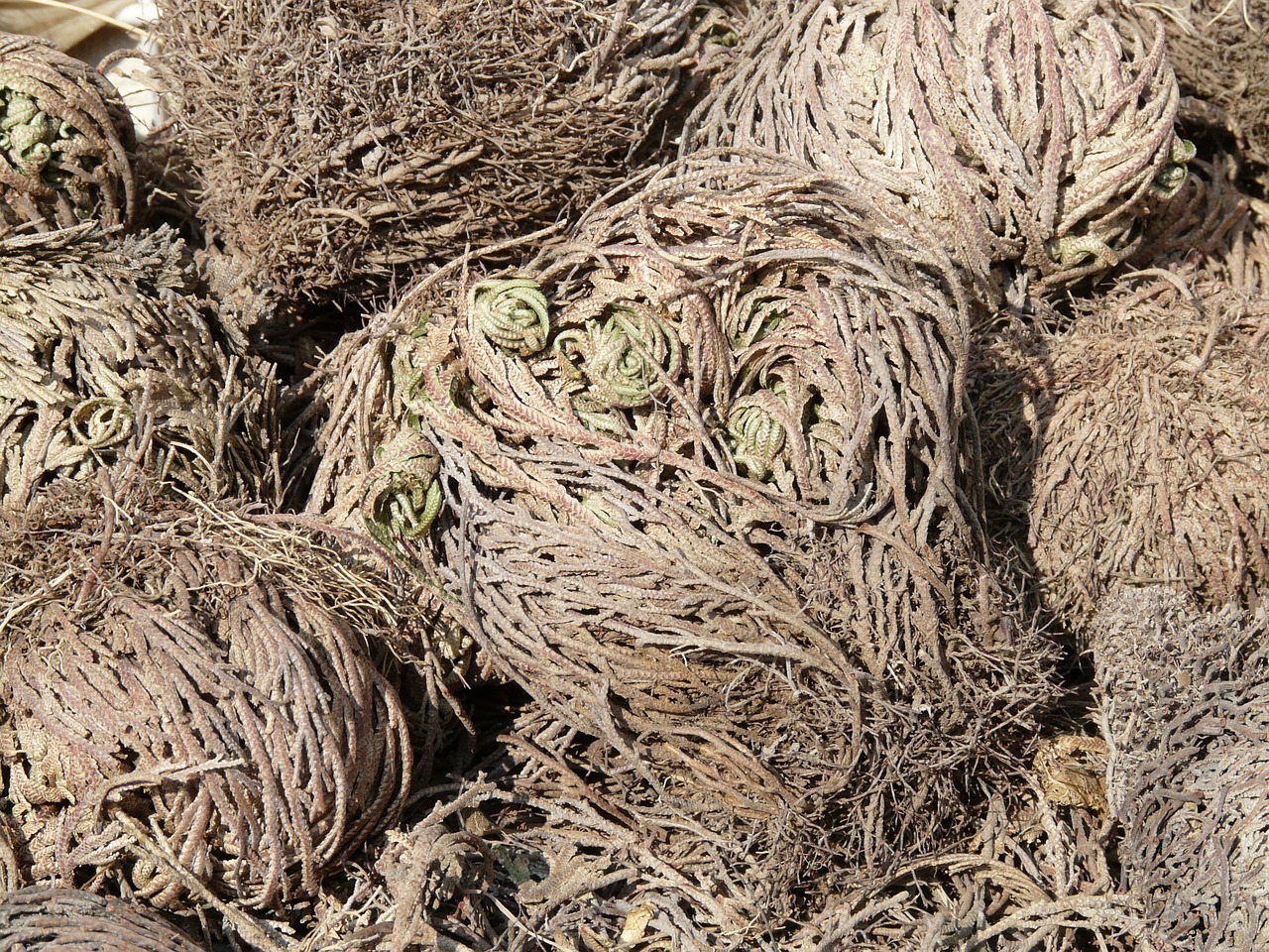 Rose Of Jericho: Care And Growing Guide