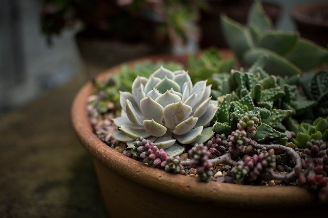 Top 10 Best Plants Don’t Need Soil that You can Grow Easily (Expert Recommendations)