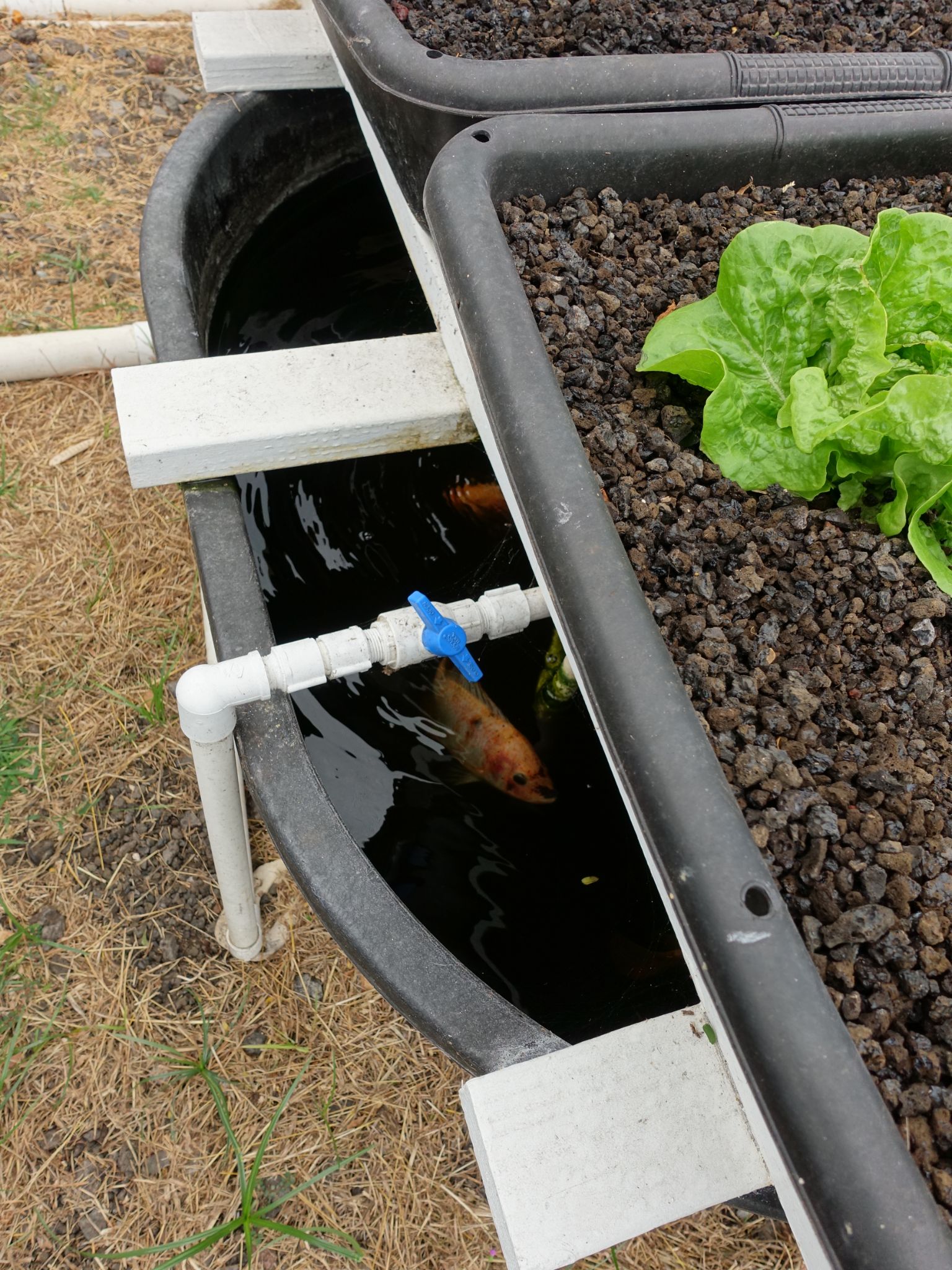 More Than A Trend: Why Hydroponic Produce Is The Future of Growing