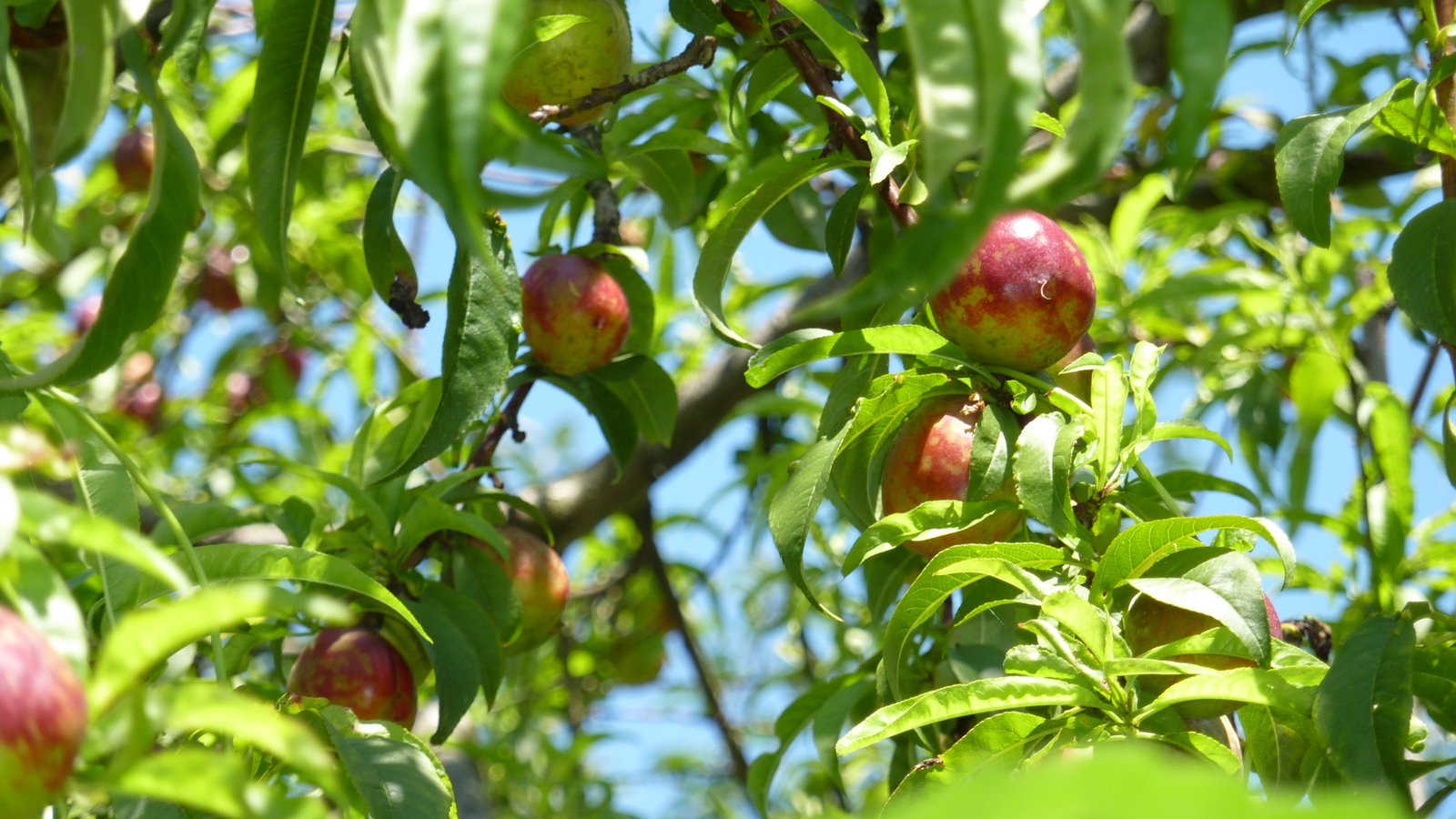 Top 10 Fastest-Growing Fruit Trees for Your Garden (with Expert Suggestions)