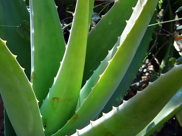 Overwatered Aloe Plant - How To Revive It