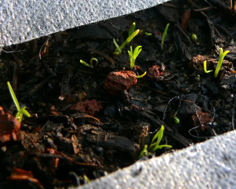 What Do Carrot Sprouts Look Like? Helpful Growing Tips