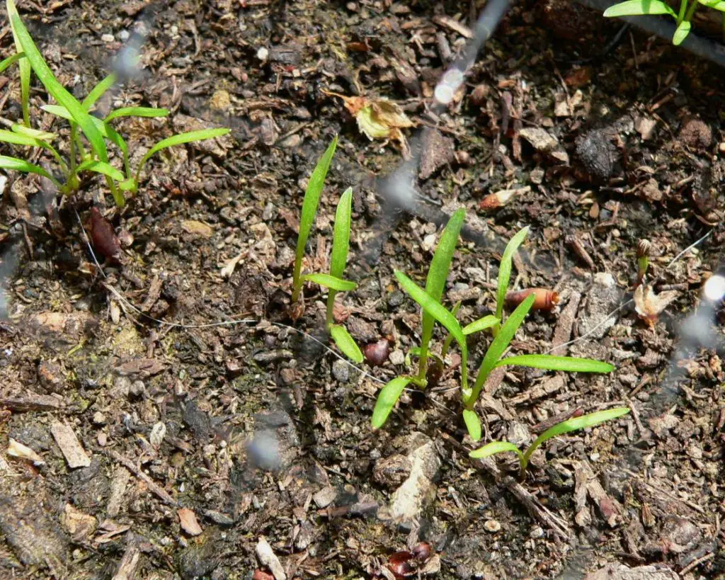 What Do Carrot Sprouts Look Like? Helpful Growing Tips | Constant Delights