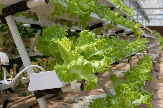 More Than A Trend: Why Hydroponic Produce Is The Future of Growing
