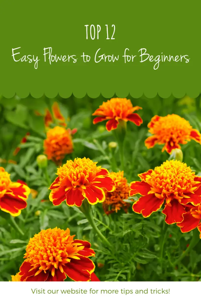 Top 12 Best Easy Flowers to Grow for Beginners (Expert Recommendations)