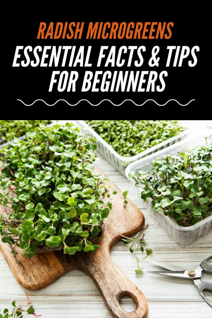 Radish Microgreens: Essential Facts & Tips For Beginners