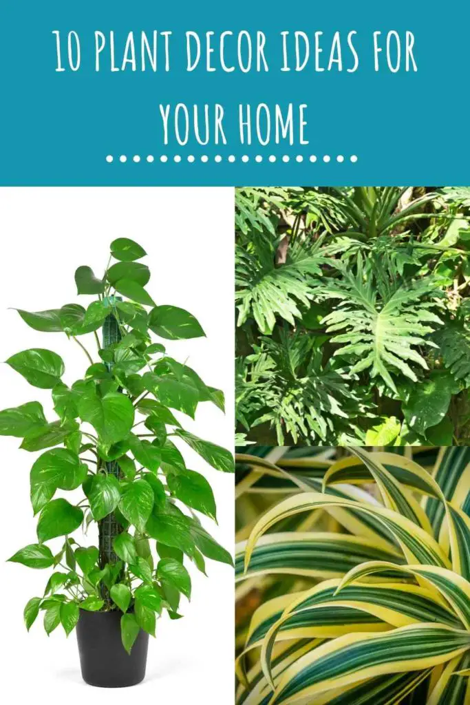 10 Plant Decor Ideas for Your Home