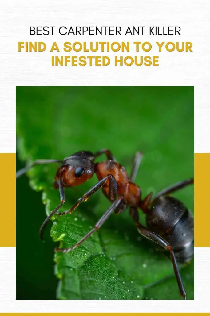 Best Carpenter Ant Killer: Find A Solution To Your Infested House