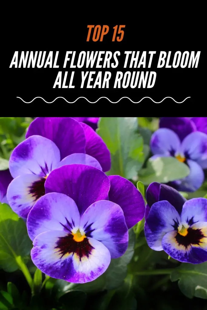 Top 15 Annual Flowers that Bloom All Year Round (Recommended by Garden Experts)
