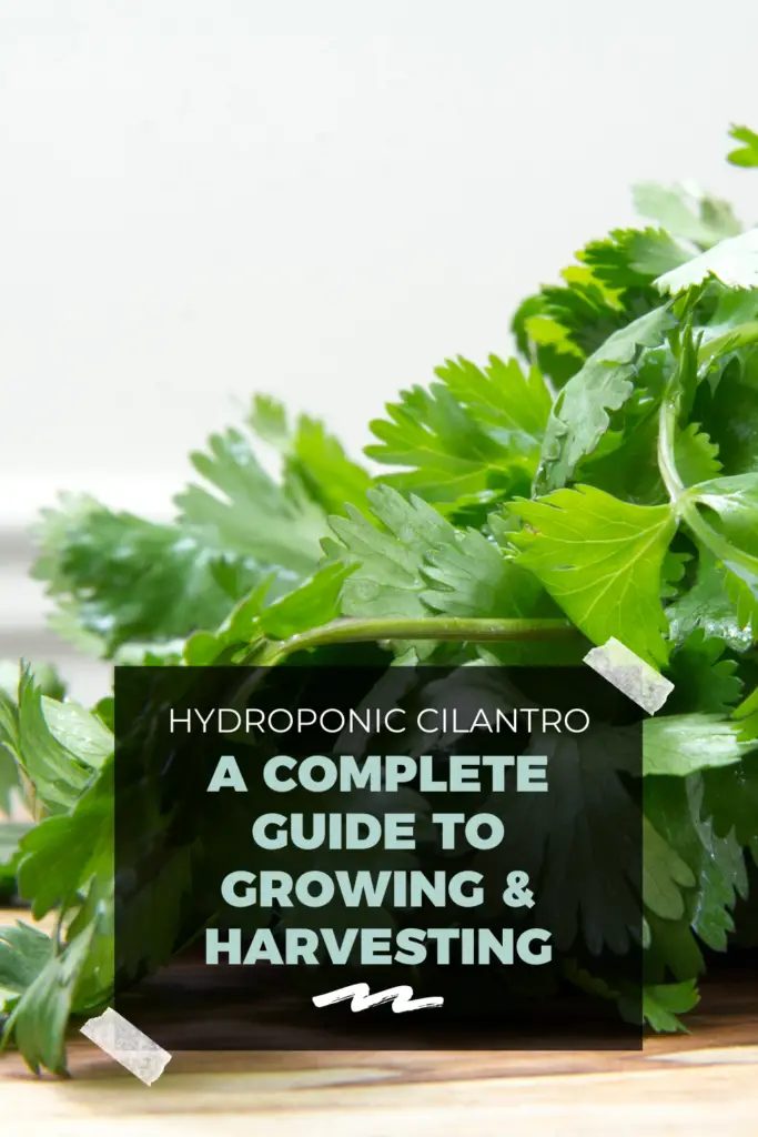 Hydroponic Cilantro: A Complete Guide To Growing & Harvesting