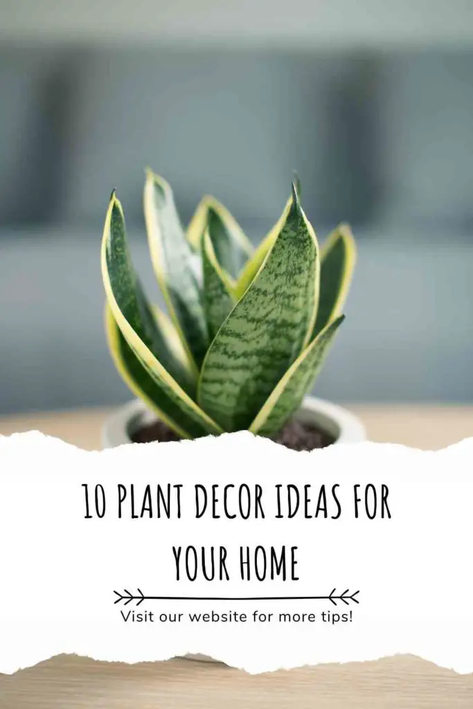10 Plant Decor Ideas for Your Home