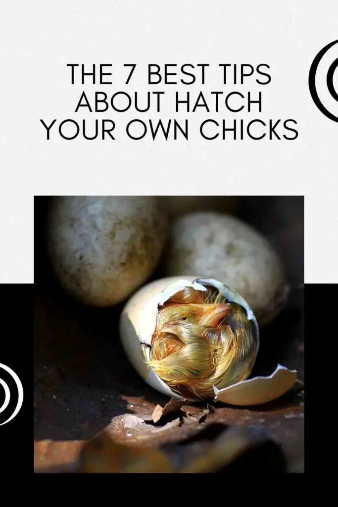 The 7 Best Tips About Hatch Your Own Chicks
