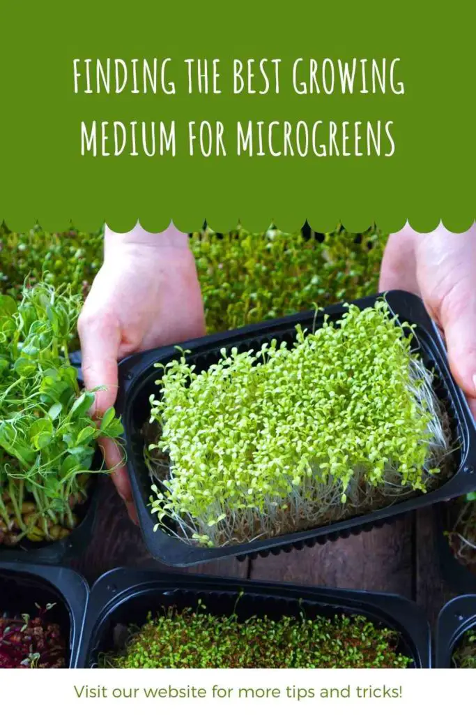 Finding The Best Growing Medium For Microgreens