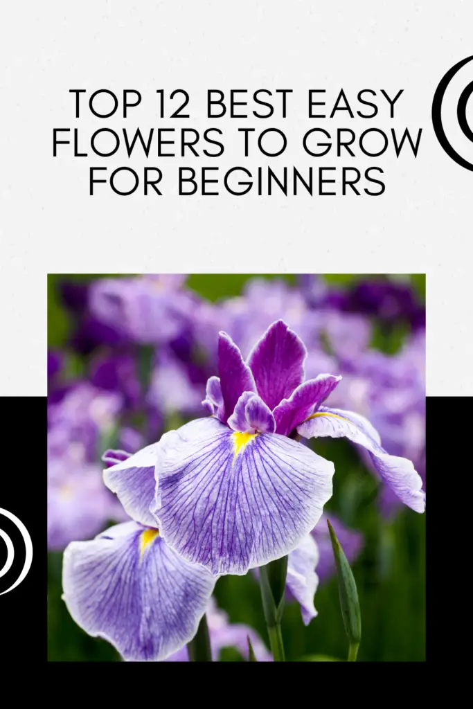 Top 12 Best Easy Flowers to Grow for Beginners (Expert Recommendations)
