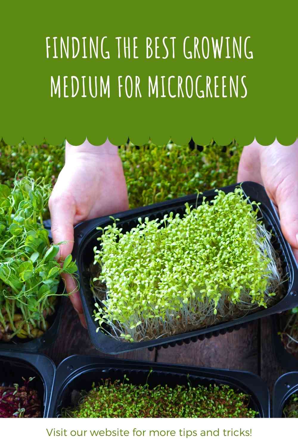 Finding The Best Growing Medium For Microgreens | Constant Delights