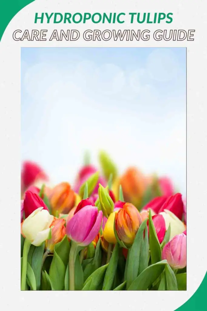 Hydroponic Tulips: Care and Growing Guide