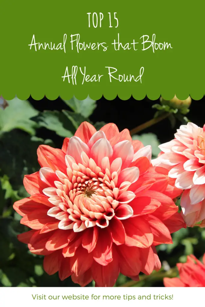 Top 15 Annual Flowers that Bloom All Year Round (Recommended by Garden Experts)