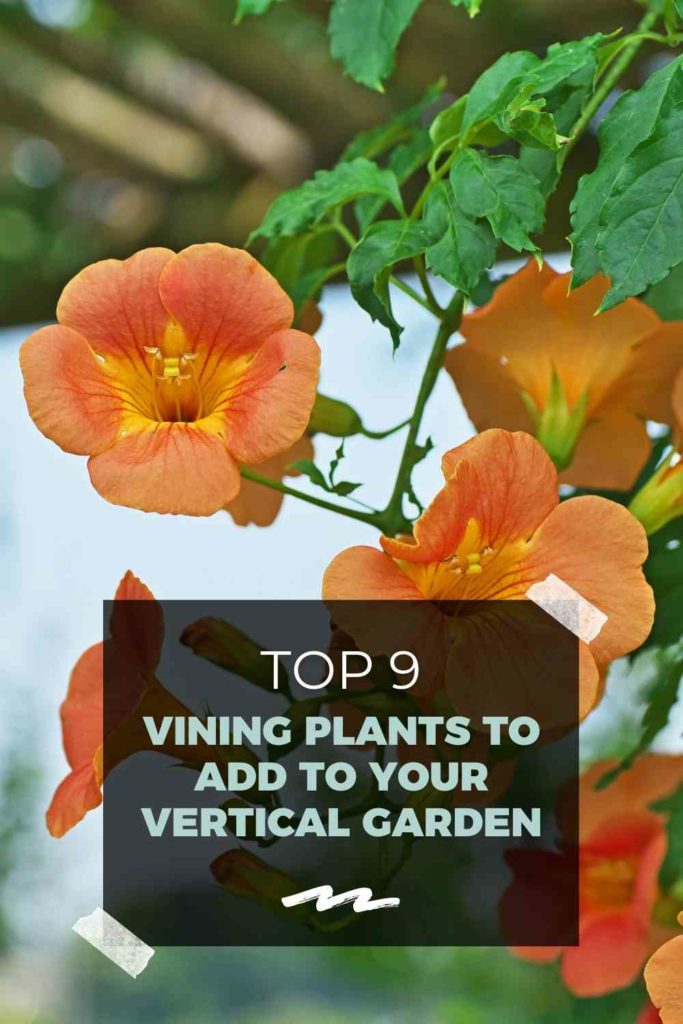 Top 9 Best Vining Plants to Add to Your Vertical Garden (Expert Recommendations)