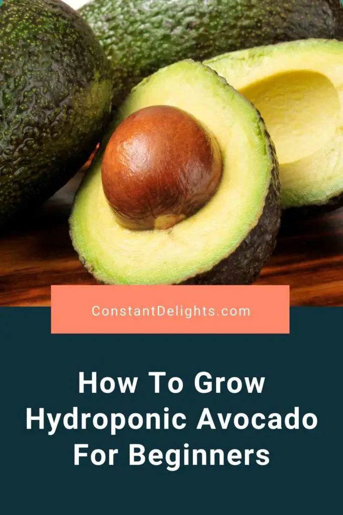 How To Grow Hydroponic Avocado For Beginners