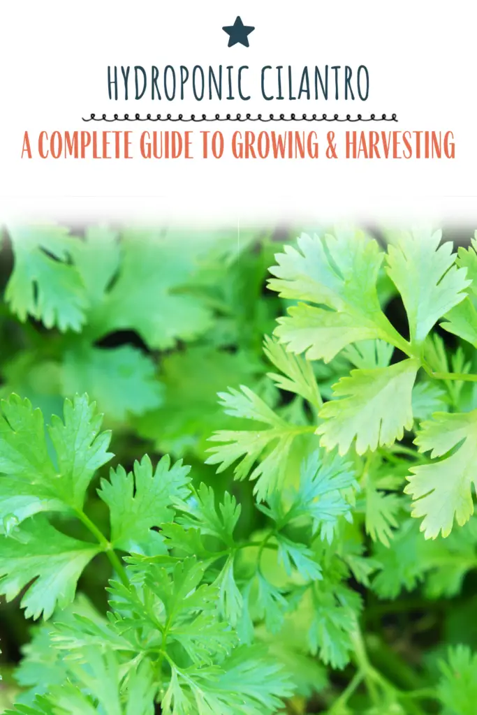 Hydroponic Cilantro: A Complete Guide To Growing & Harvesting