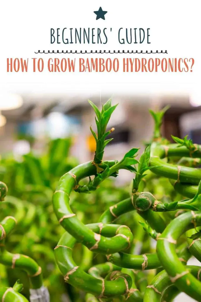 How to Grow Bamboo Hydroponics? - A Beginners' Guide!