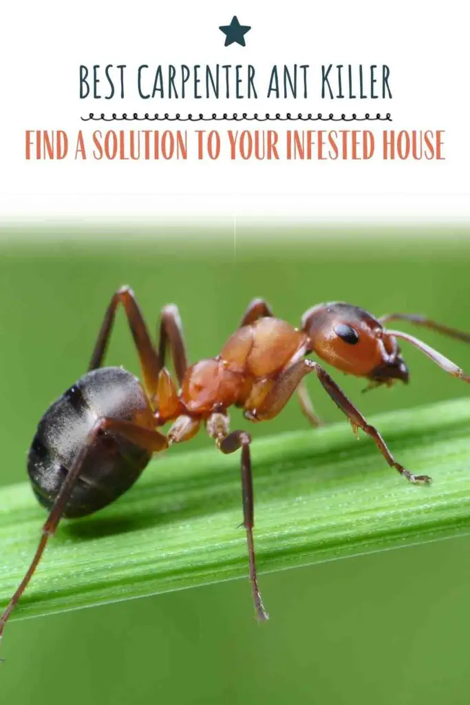 Best Carpenter Ant Killer: Find A Solution To Your Infested House