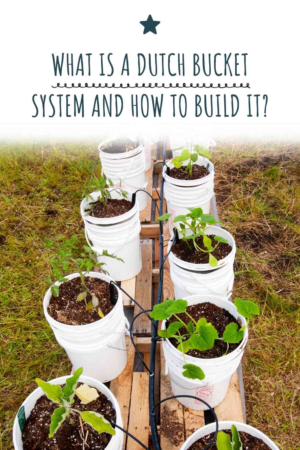 What Is A Dutch Bucket System And How To Build It? Constant Delights