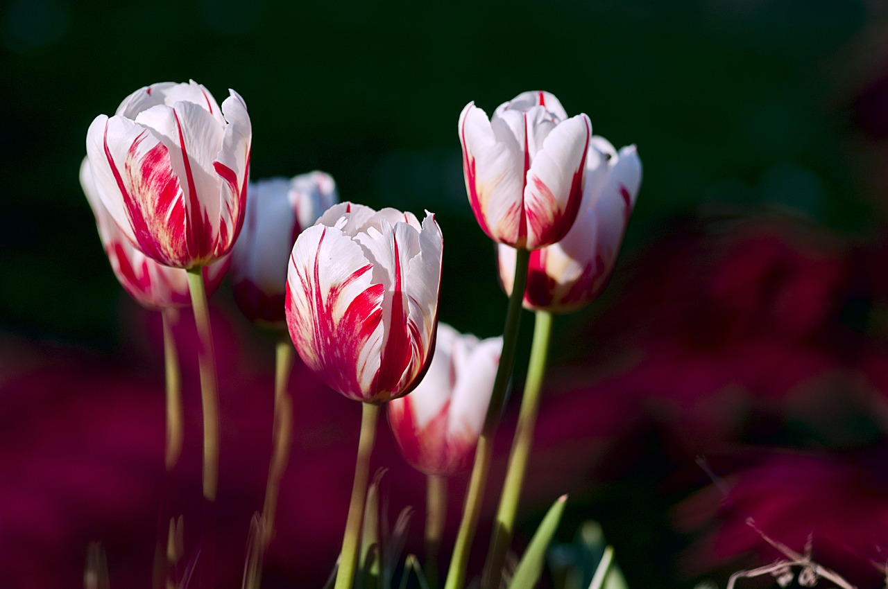 Hydroponic Tulips: Care and Growing Guide