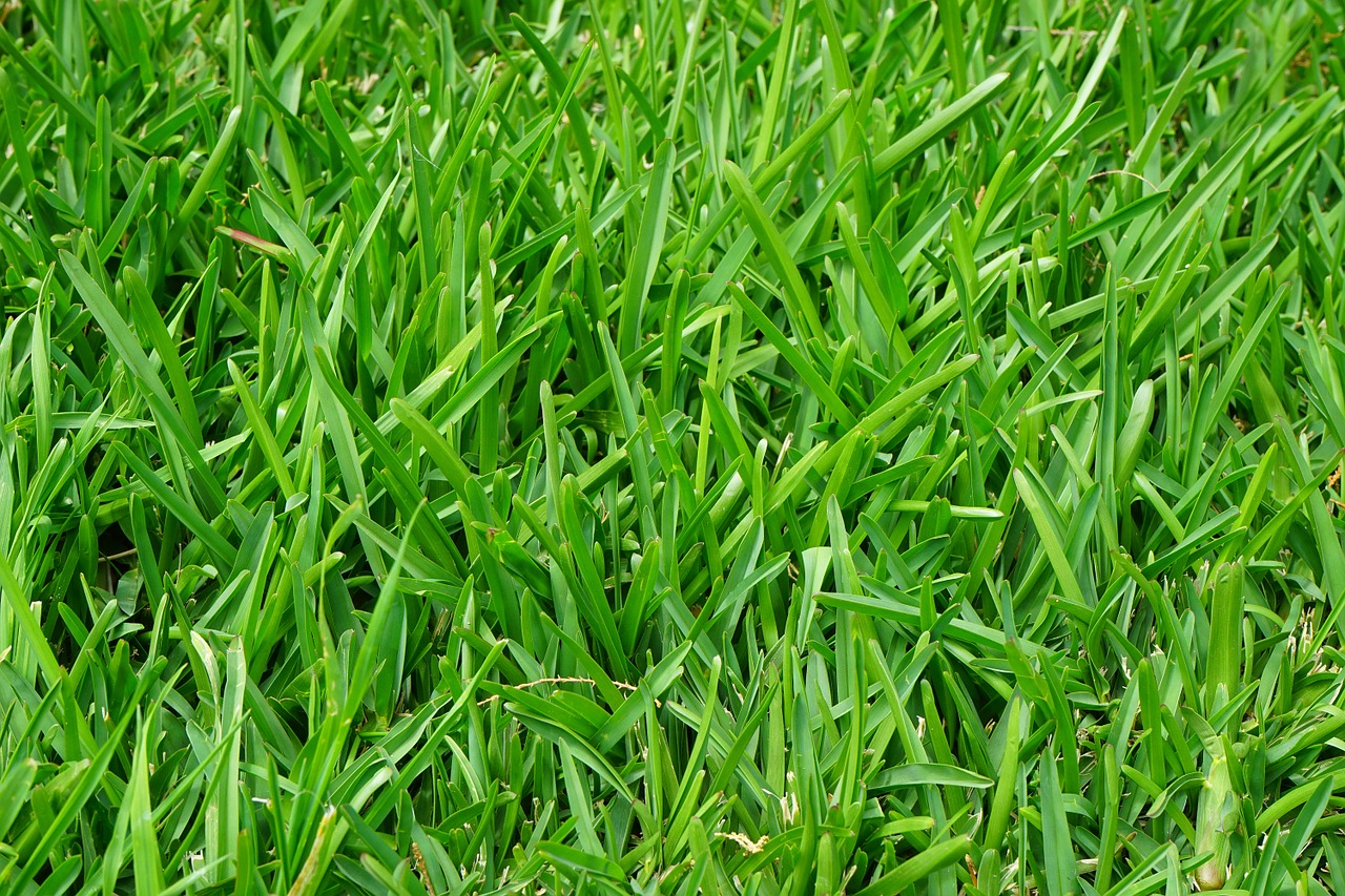 The Best Lawn Fertilizer For Spring - Detailed Buying Guide