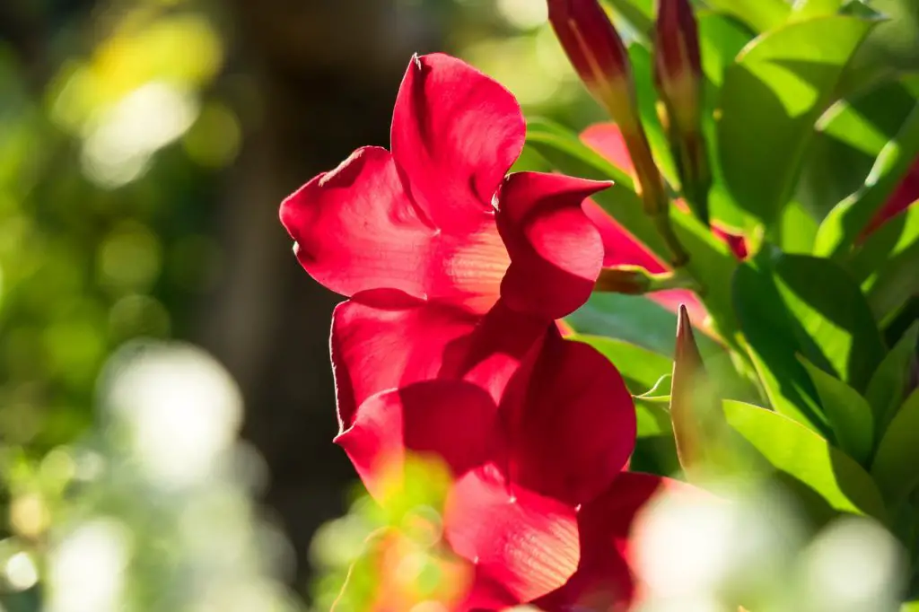 Top 9 Best Vining Plants to Add to Your Vertical Garden (Expert Recommendations)
