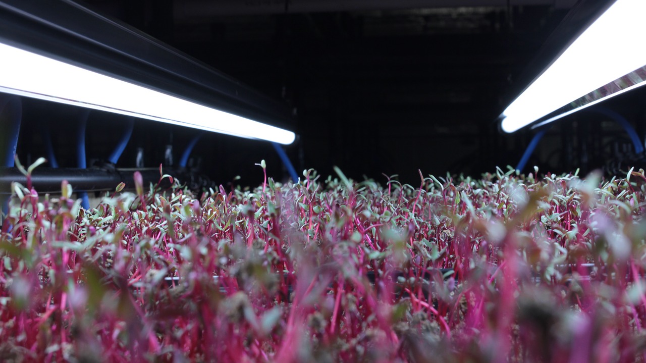 Radish Microgreens: Essential Facts & Tips For Beginners