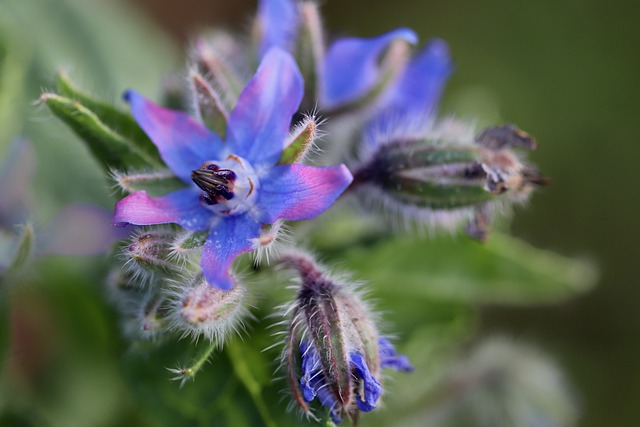 Top 10 Best Pollinator Plants - Best Plants to Attract Pollinators to Your Garden (Expert Recommendations)