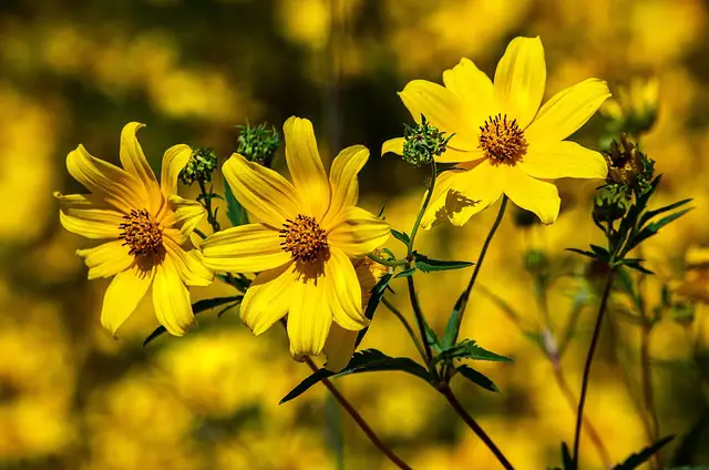 Top 10 Best Pollinator Plants - Best Plants to Attract Pollinators to Your Garden (Expert Recommendations)