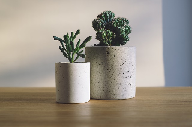 10 Tips for Moving Potted Plants into Your New Home