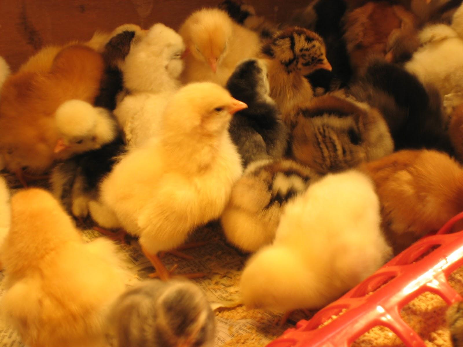 The 7 Best Tips About Hatch Your Own Chicks